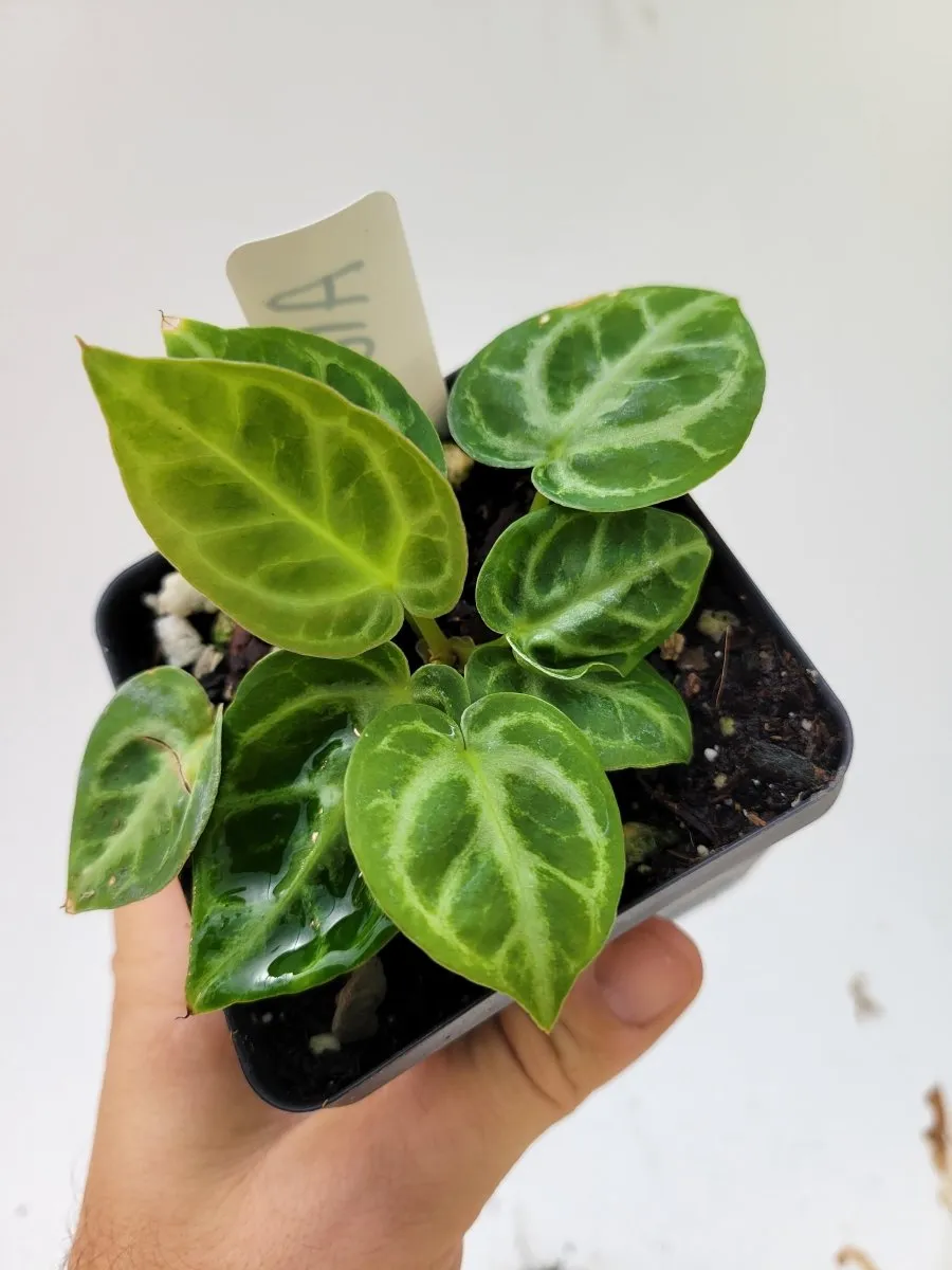 Anthurium  Doriyaki Silver Blush