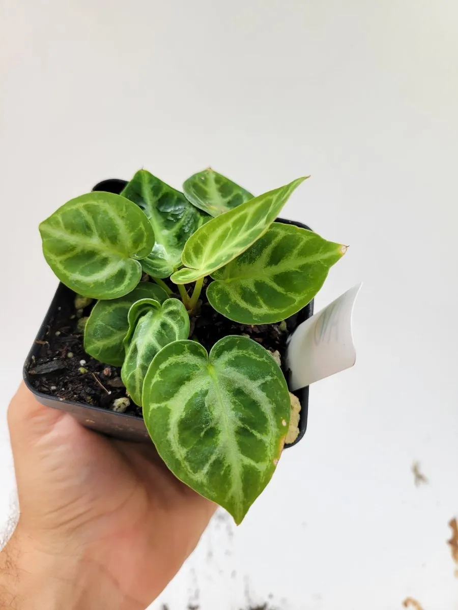 Anthurium  Doriyaki Silver Blush